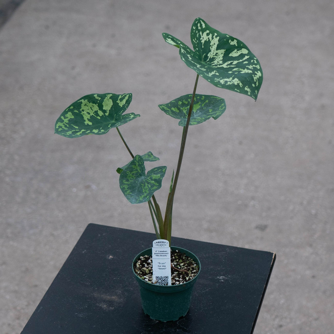 Gabriella Plants Alocasia 4" Caladium praetermissum 'Hilo Beauty'