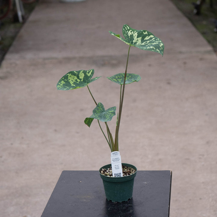 Gabriella Plants Alocasia 4" Caladium praetermissum &