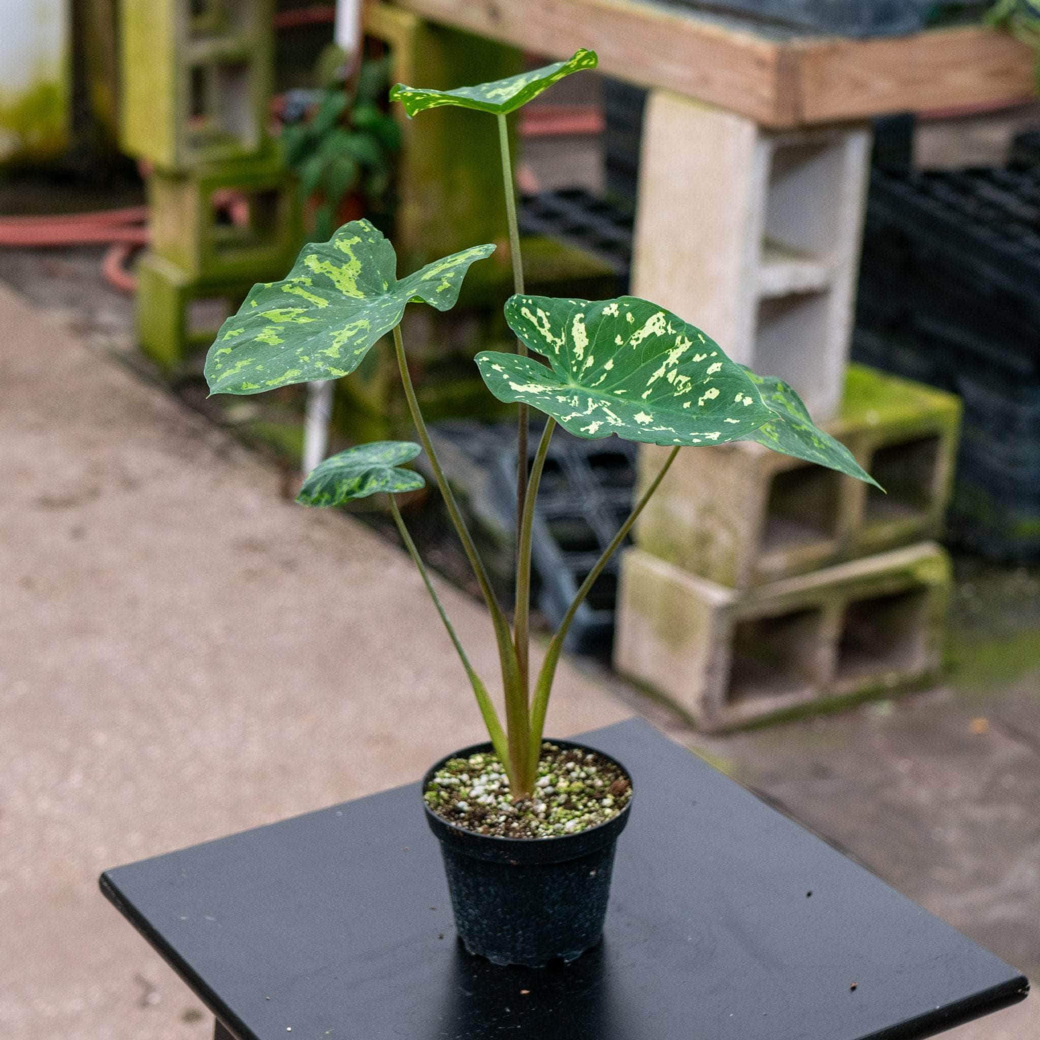Caladium praetermissum 'Hilo Beauty' - Gabriella Plants