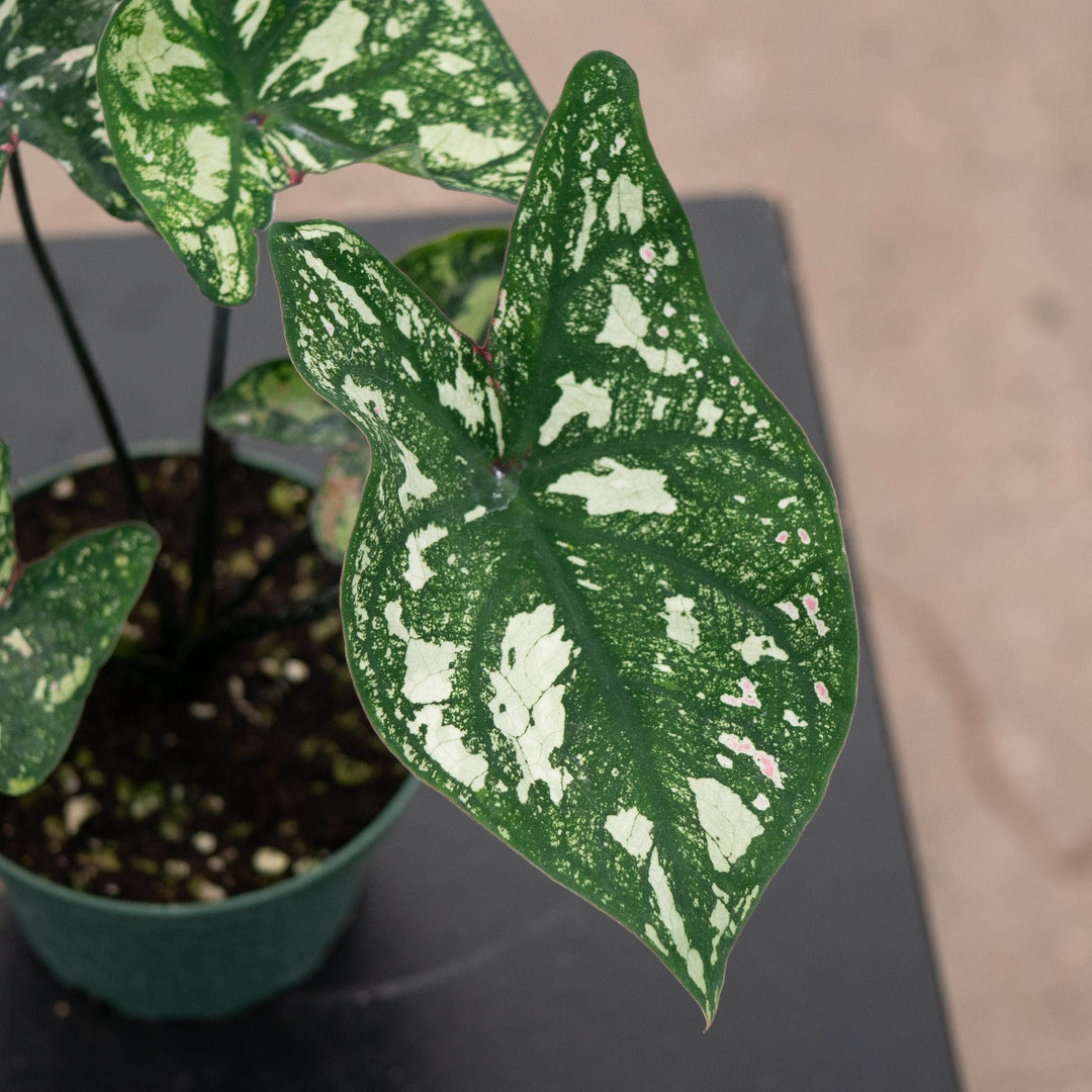 Gabriella Plants Caladium 4" Caladium ‘Purple Light’