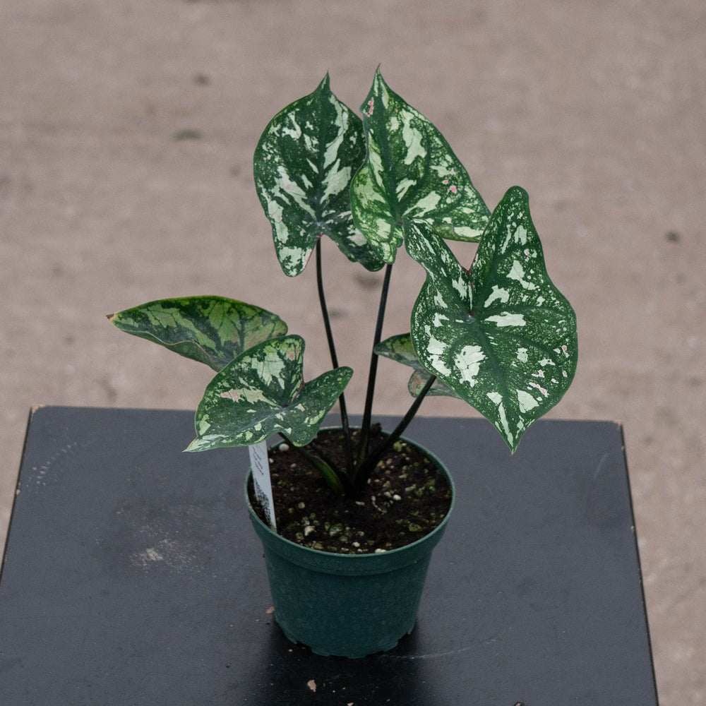 Gabriella Plants Caladium 4" Caladium ‘Purple Light’
