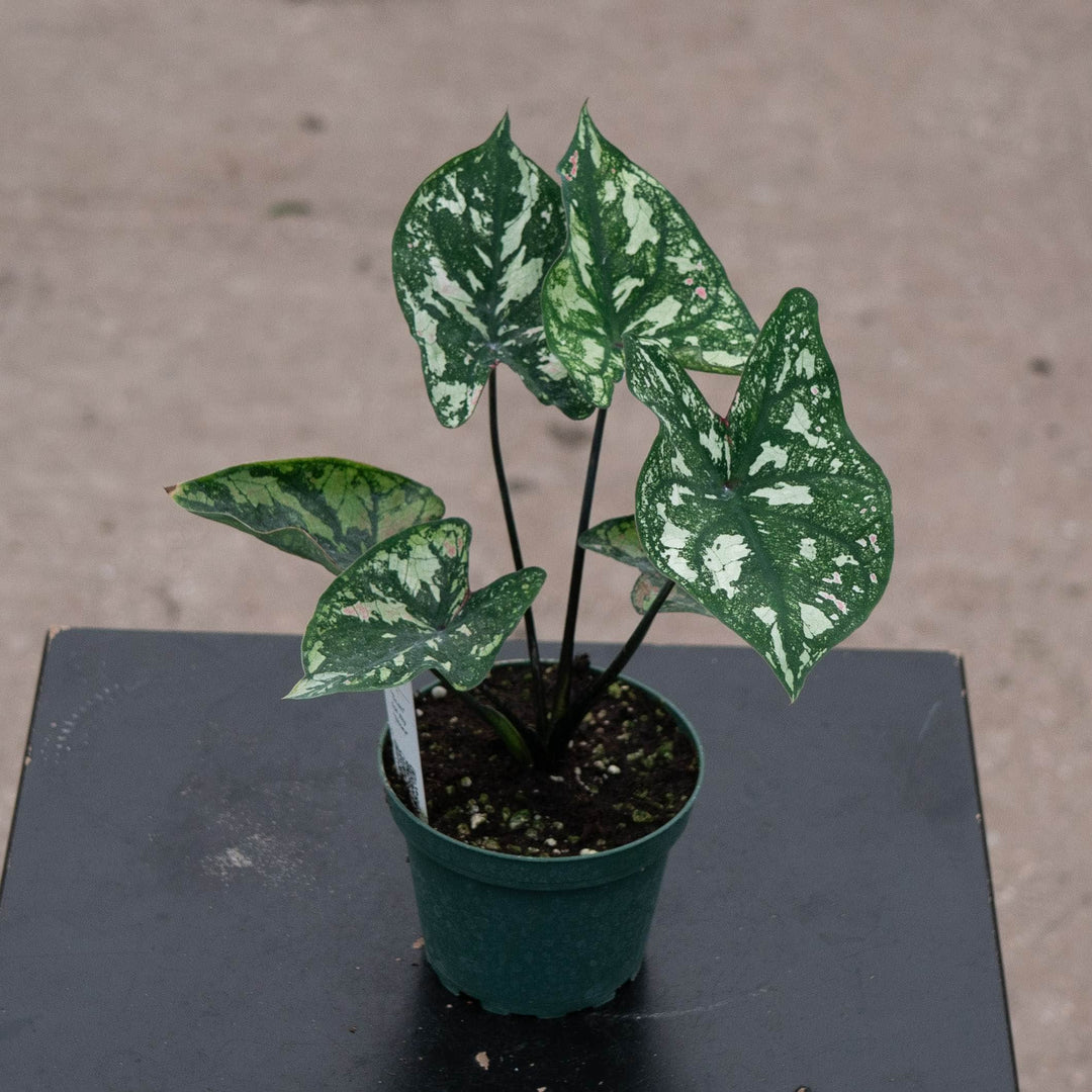 Gabriella Plants Caladium 4" Caladium ‘Purple Light’