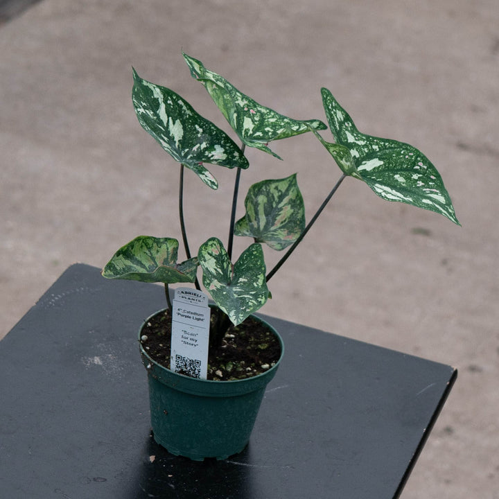 Gabriella Plants Caladium 4" Caladium ‘Purple Light’