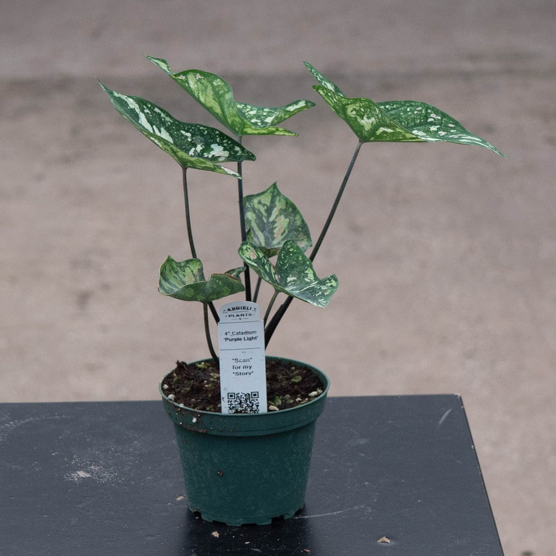 Gabriella Plants Caladium 4" Caladium ‘Purple Light’