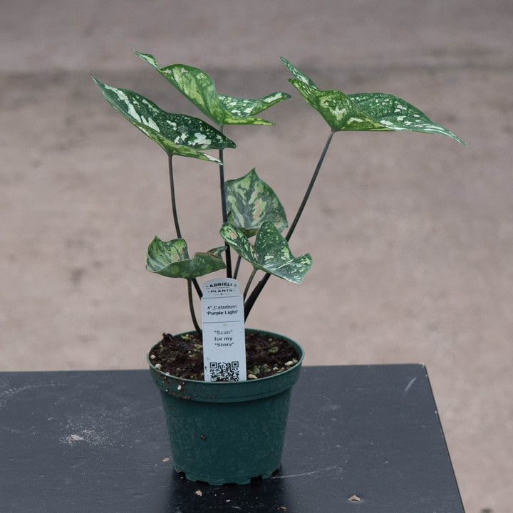 Gabriella Plants Caladium 4" Caladium ‘Purple Light’