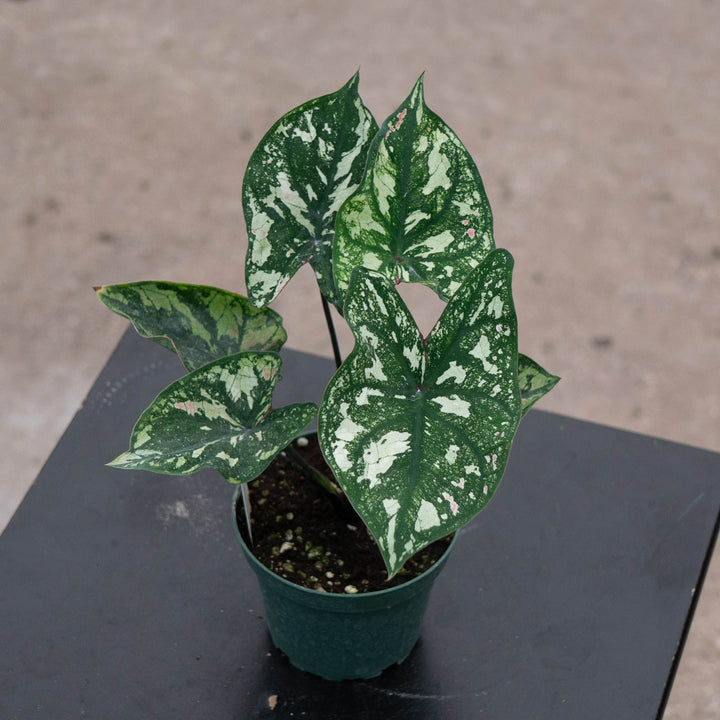 Gabriella Plants Caladium 4" Caladium ‘Purple Light’