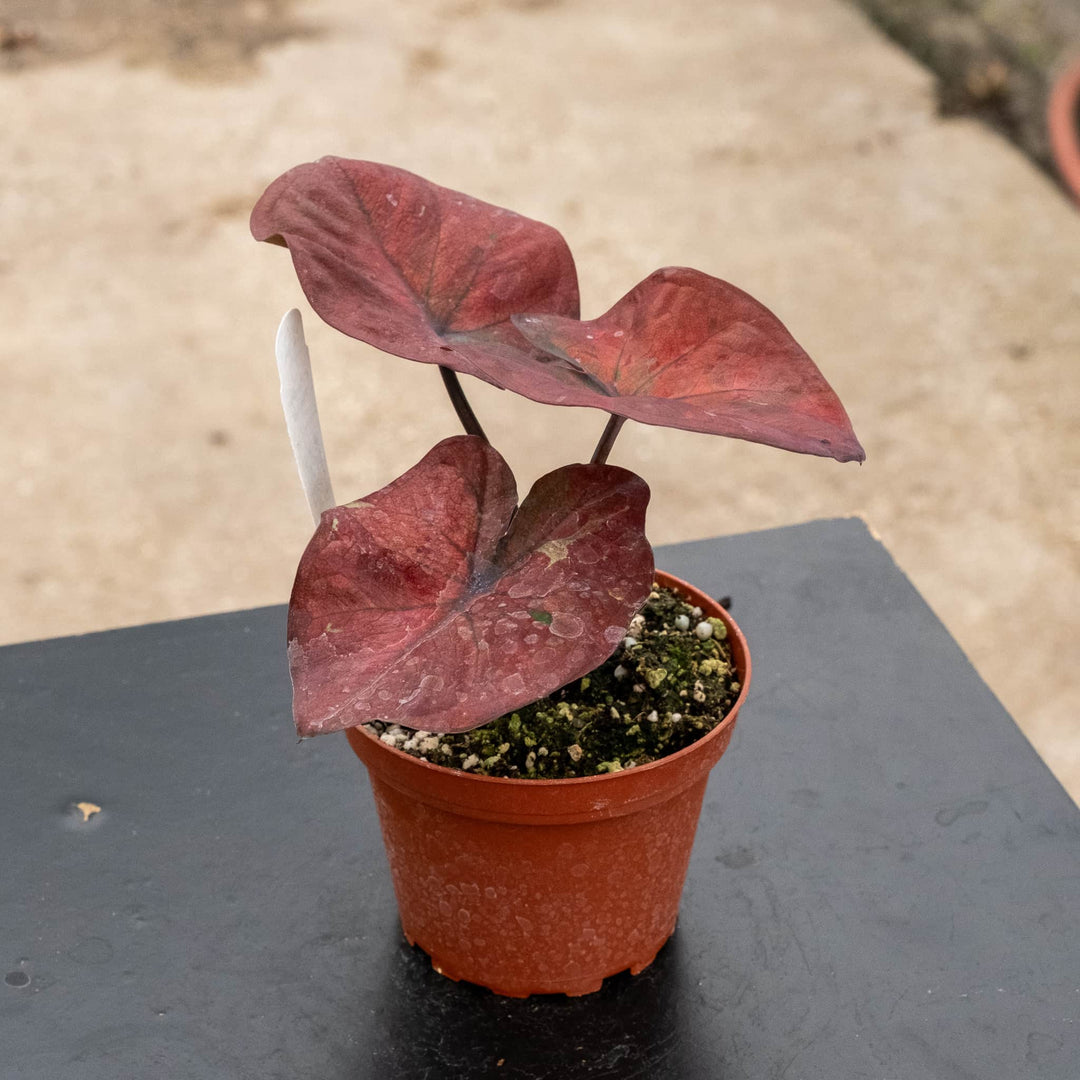 Gabriella Plants Caladium 4" Caladium ‘Thai Red’
