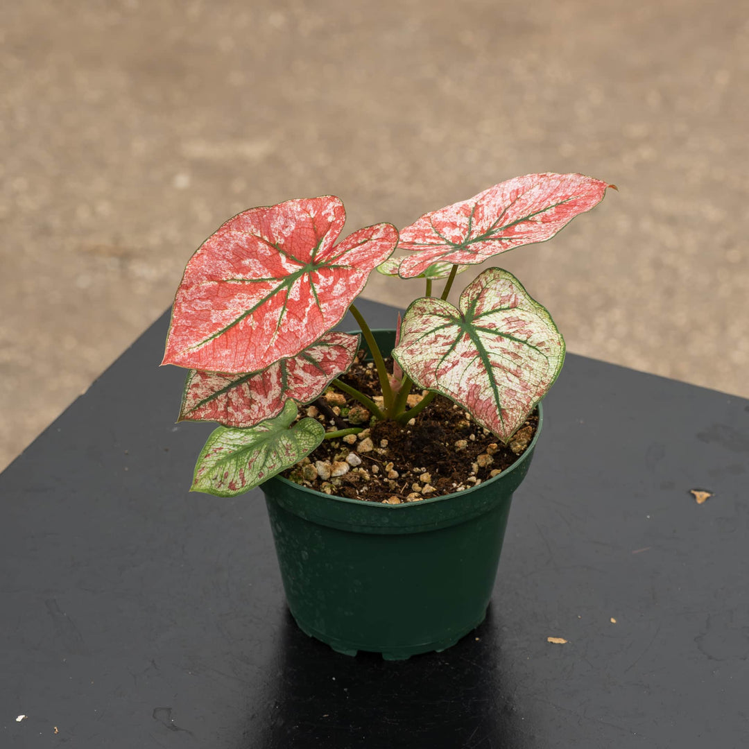 Gabriella Plants Caladium 4" Caladium “Wedding Dress’