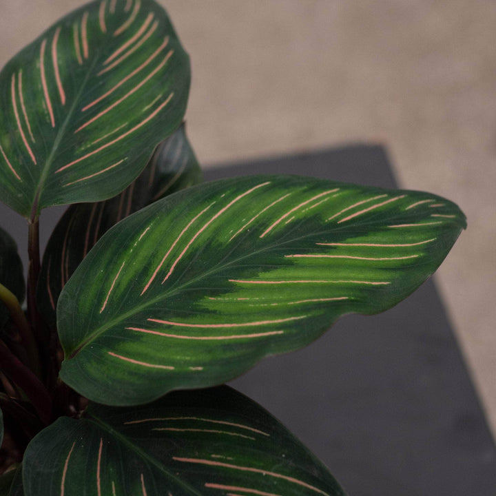 Gabriella Plants Other 4” Calathea 'Beauty Star'