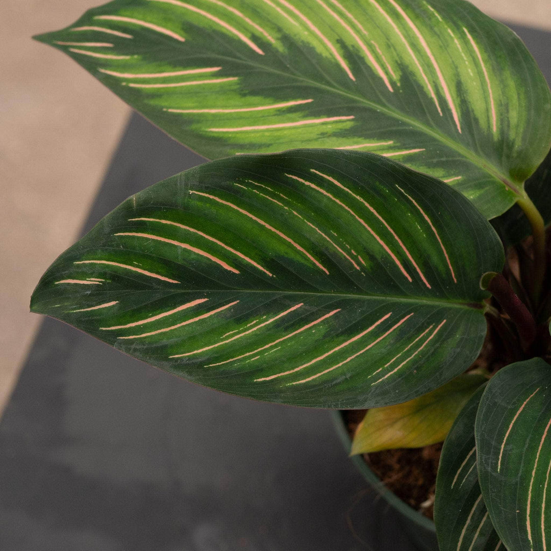 Gabriella Plants Other 4” Calathea 'Beauty Star'