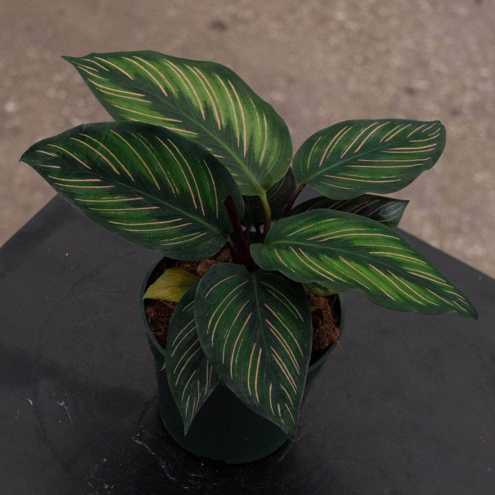 Gabriella Plants Other 4” Calathea 'Beauty Star'