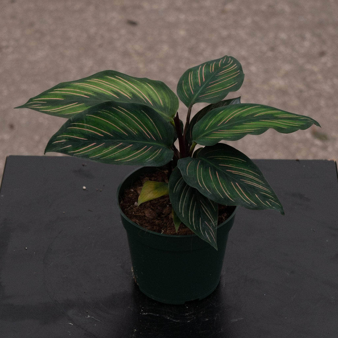 Gabriella Plants Other 4” Calathea 'Beauty Star'