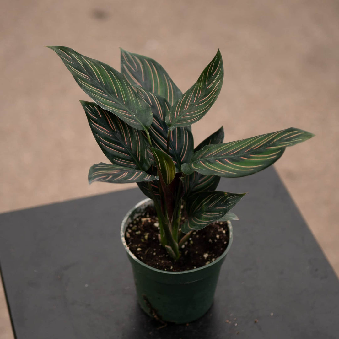 Gabriella Plants Other 4” Calathea 'Beauty Star'