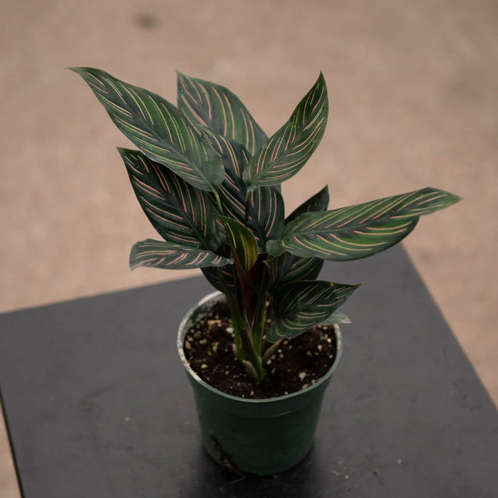 Gabriella Plants Other 4” Calathea 'Beauty Star'