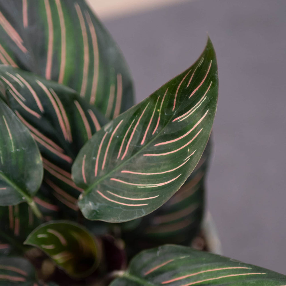 Gabriella Plants Other 4” Calathea 'Beauty Star'