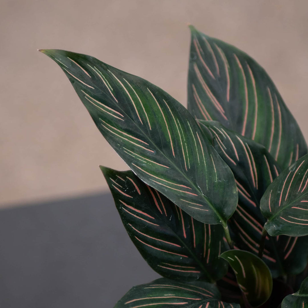 Gabriella Plants Other 4” Calathea 'Beauty Star'
