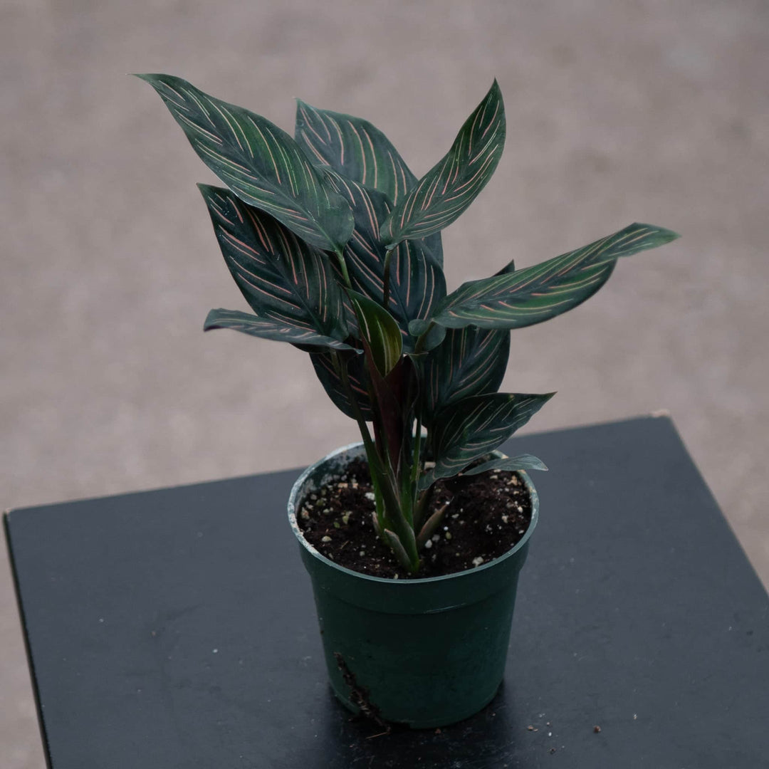 Gabriella Plants Other 4” Calathea 'Beauty Star'