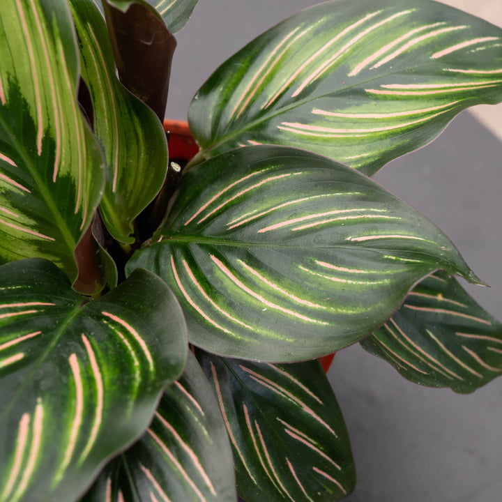 Gabriella Plants Other 4” Calathea 'Beauty Star'