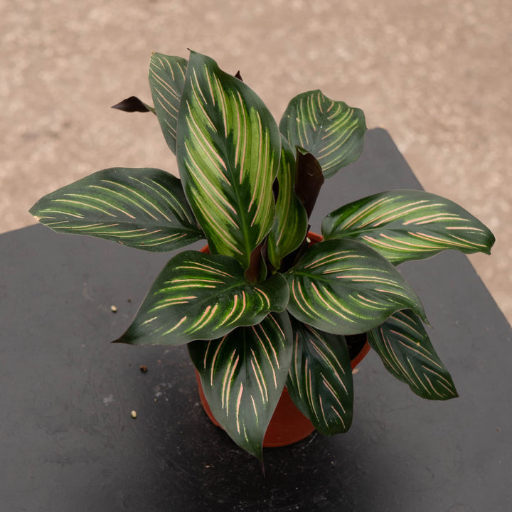 Gabriella Plants Other 4” Calathea 'Beauty Star'