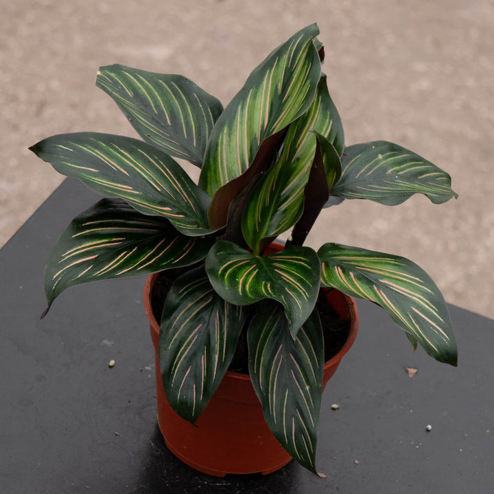 Gabriella Plants Other 4” Calathea 'Beauty Star'