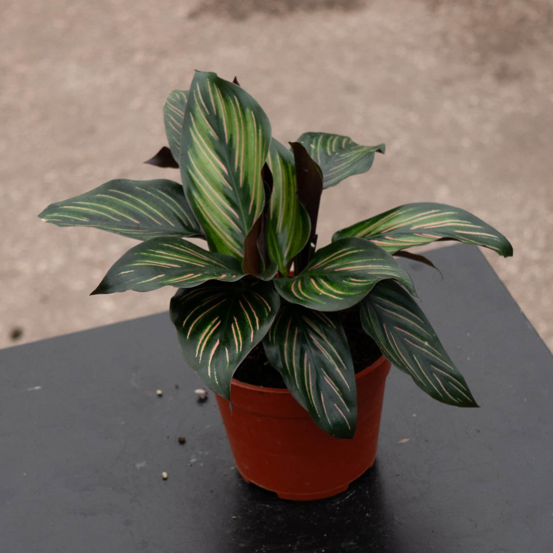Gabriella Plants Other 4” Calathea 'Beauty Star'