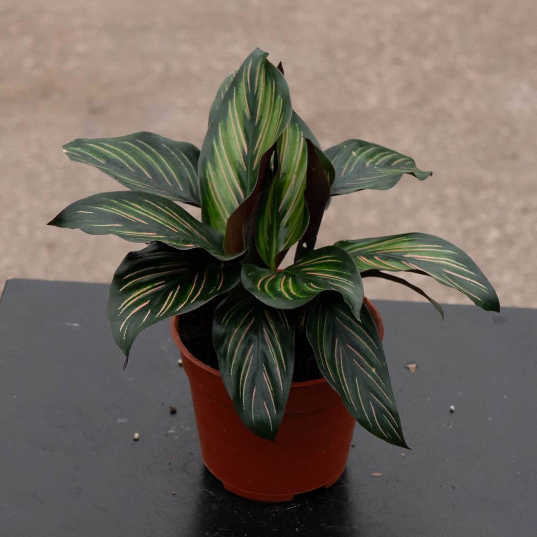 Gabriella Plants Other 4” Calathea 'Beauty Star'