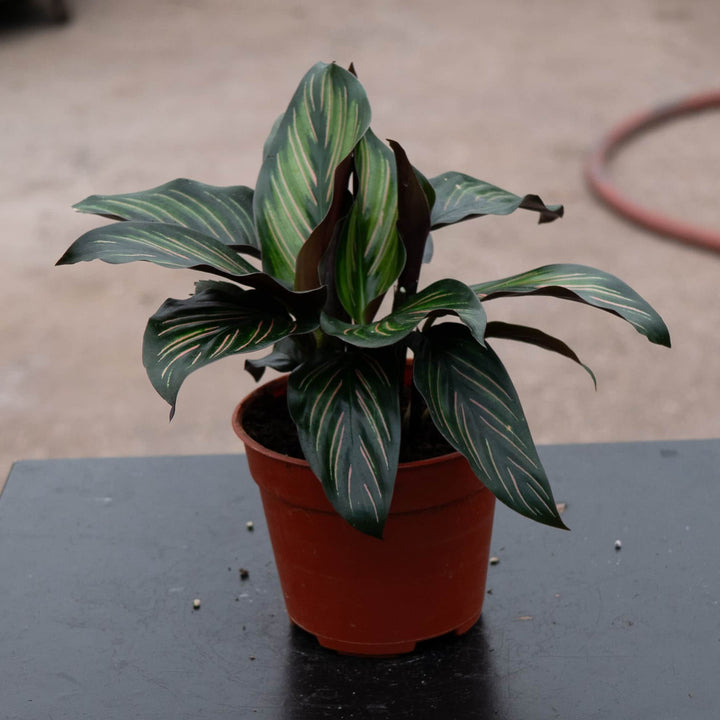 Gabriella Plants Other 4” Calathea 'Beauty Star'