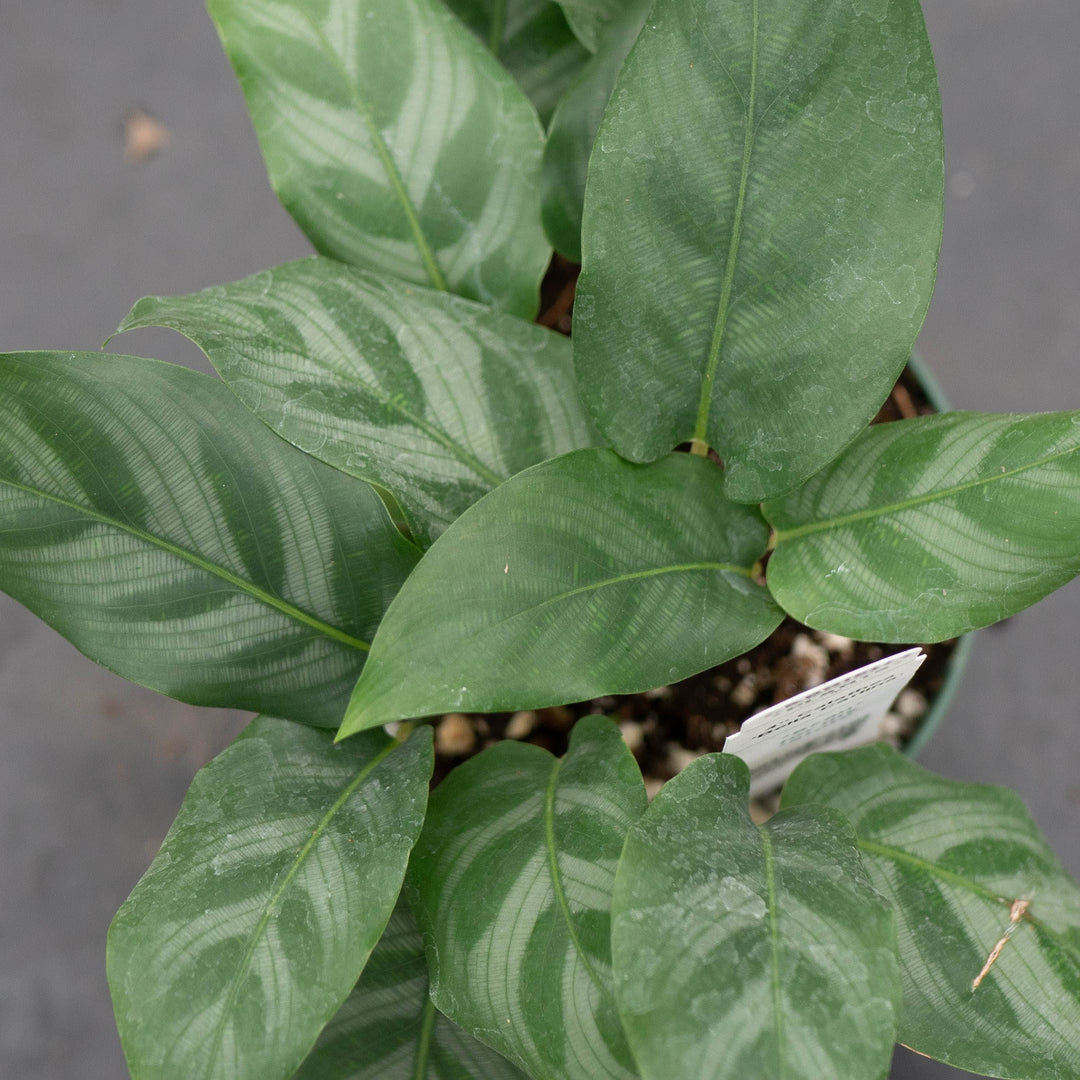 Gabriella Plants Calathea 4" Calathea &