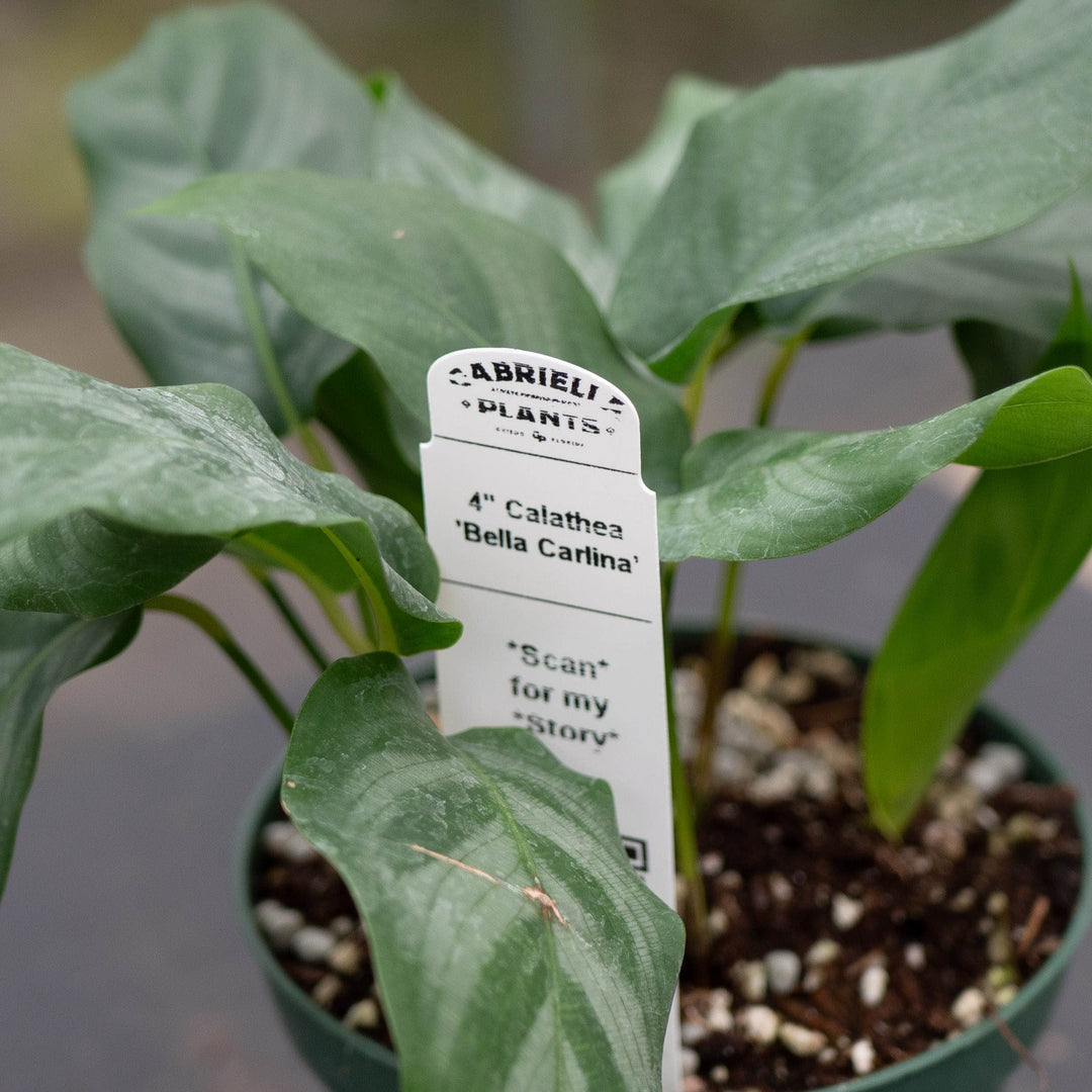Gabriella Plants Calathea 4" Calathea &
