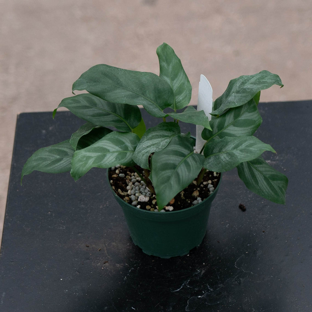 Gabriella Plants Calathea 4" Calathea 'Bella Carlina’