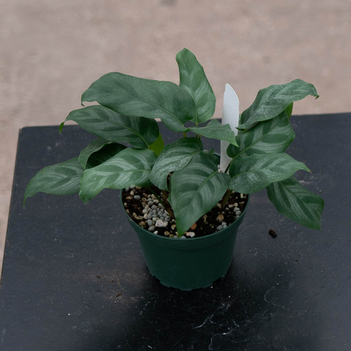Gabriella Plants Calathea 4" Calathea &