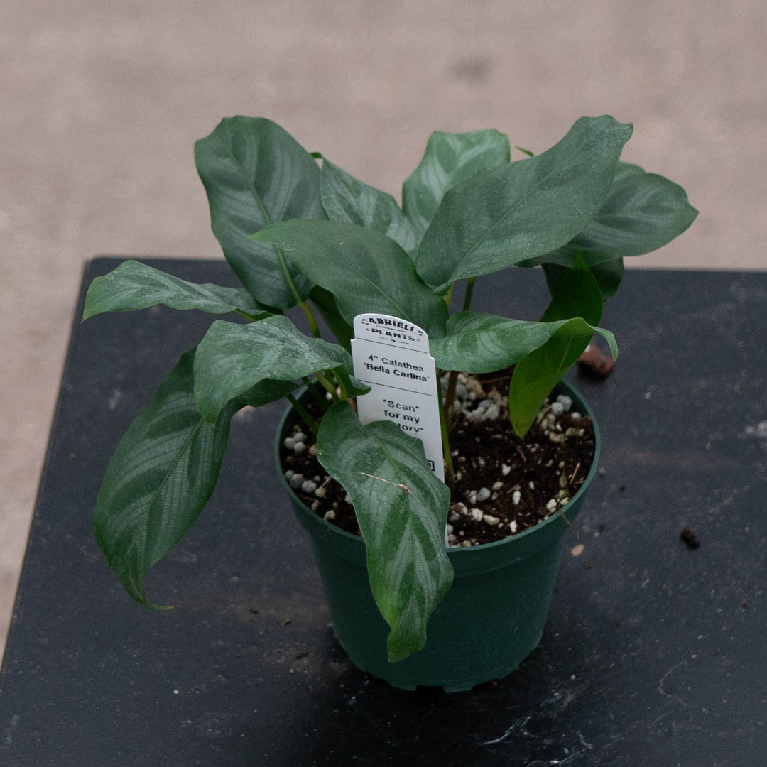 Gabriella Plants Calathea 4" Calathea &