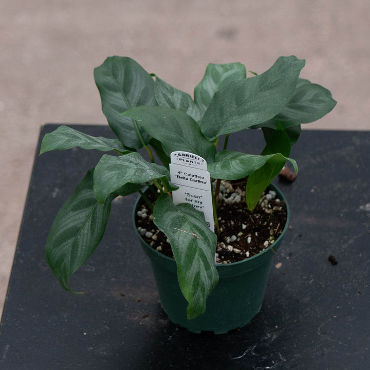 Gabriella Plants Calathea 4" Calathea &