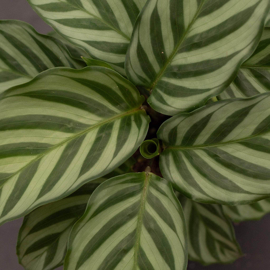 Gabriella Plants Other 4" Calathea concinna "Freddie"