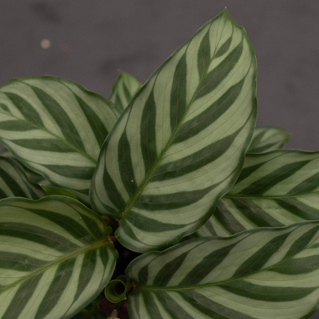 calathea freddie prayer plant Calathea concinna "Freddie"