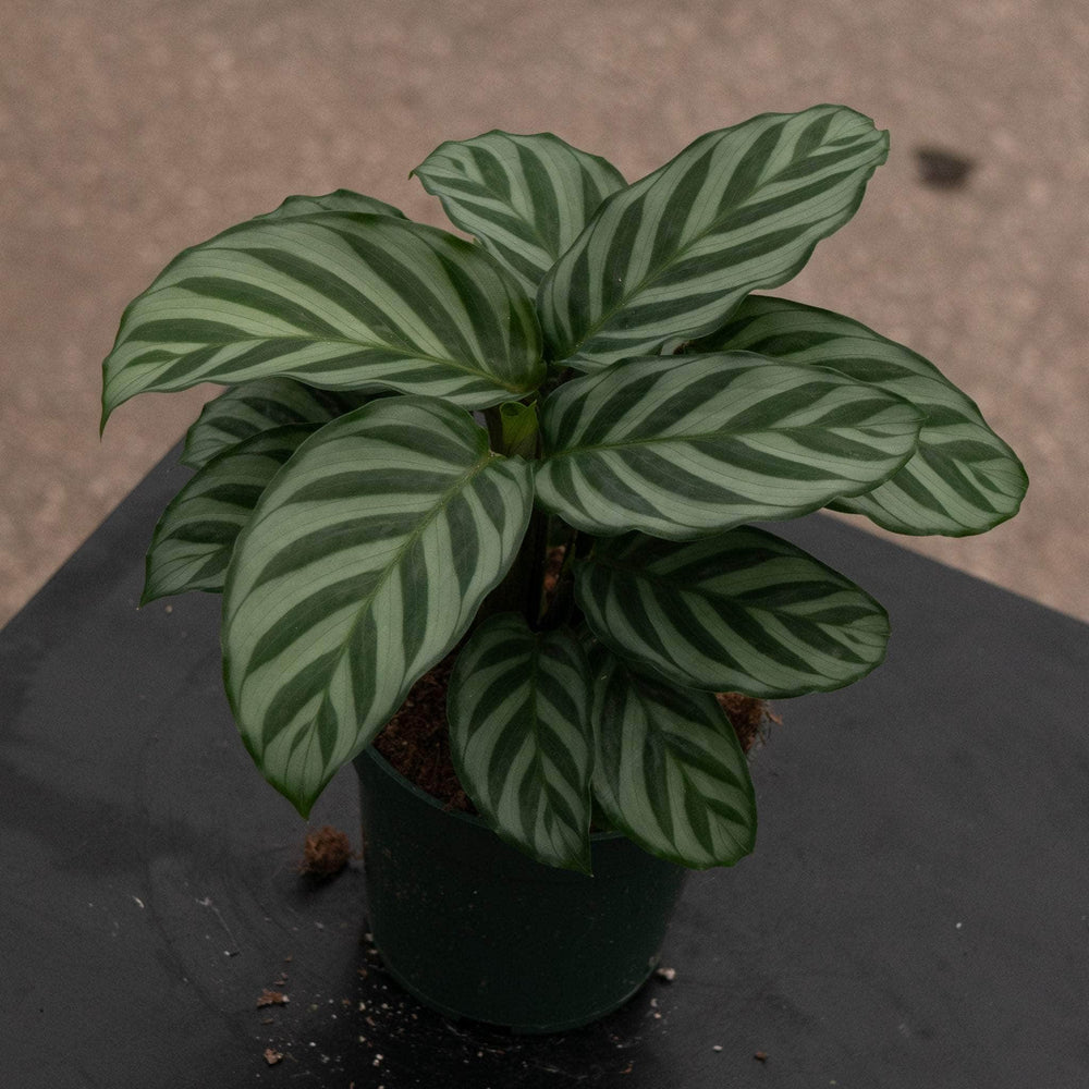 Gabriella Plants Other 4" Calathea concinna "Freddie"