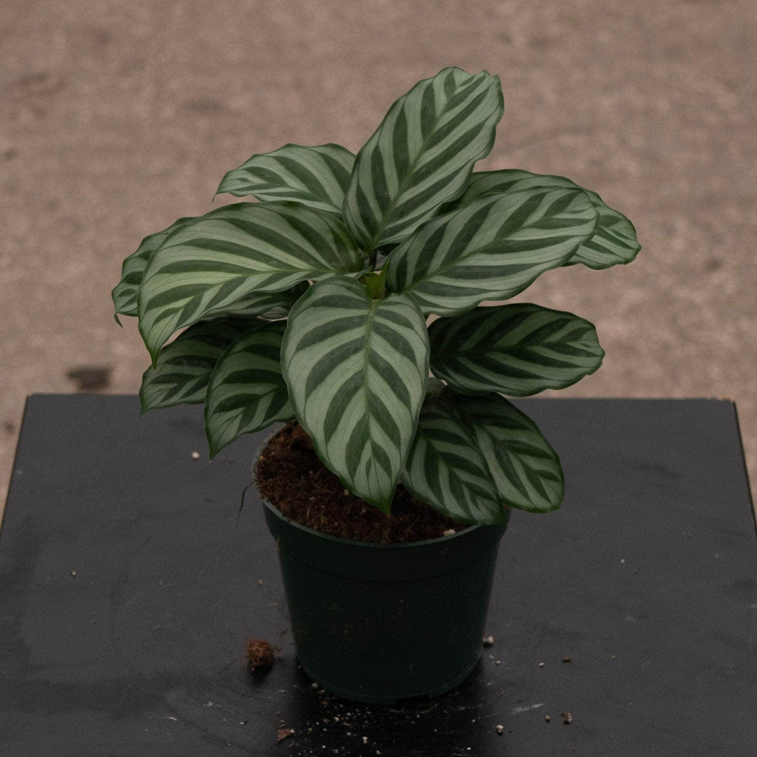 calathea freddie prayer plant Calathea concinna "Freddie"