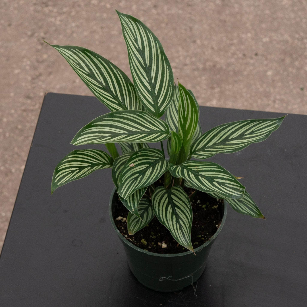 Gabriella Plants Other Calathea elliptica 'Vittata'