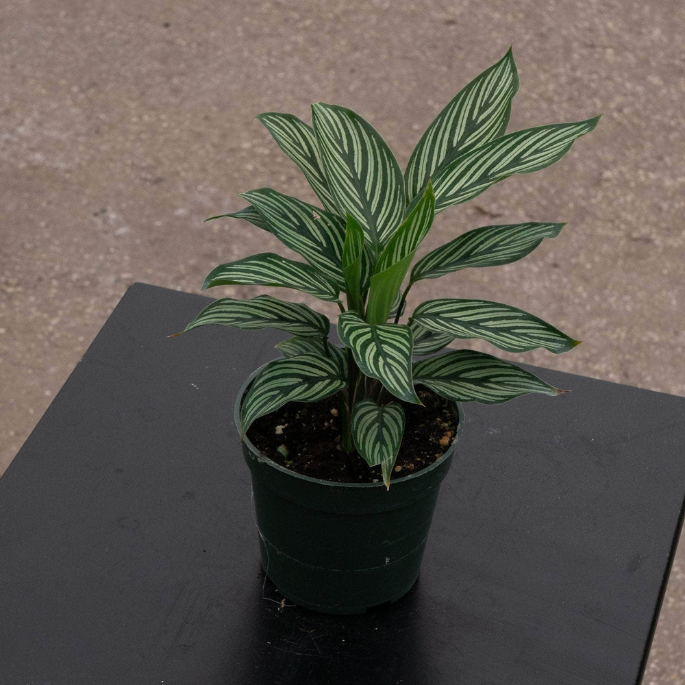 Gabriella Plants Other Calathea elliptica 'Vittata'