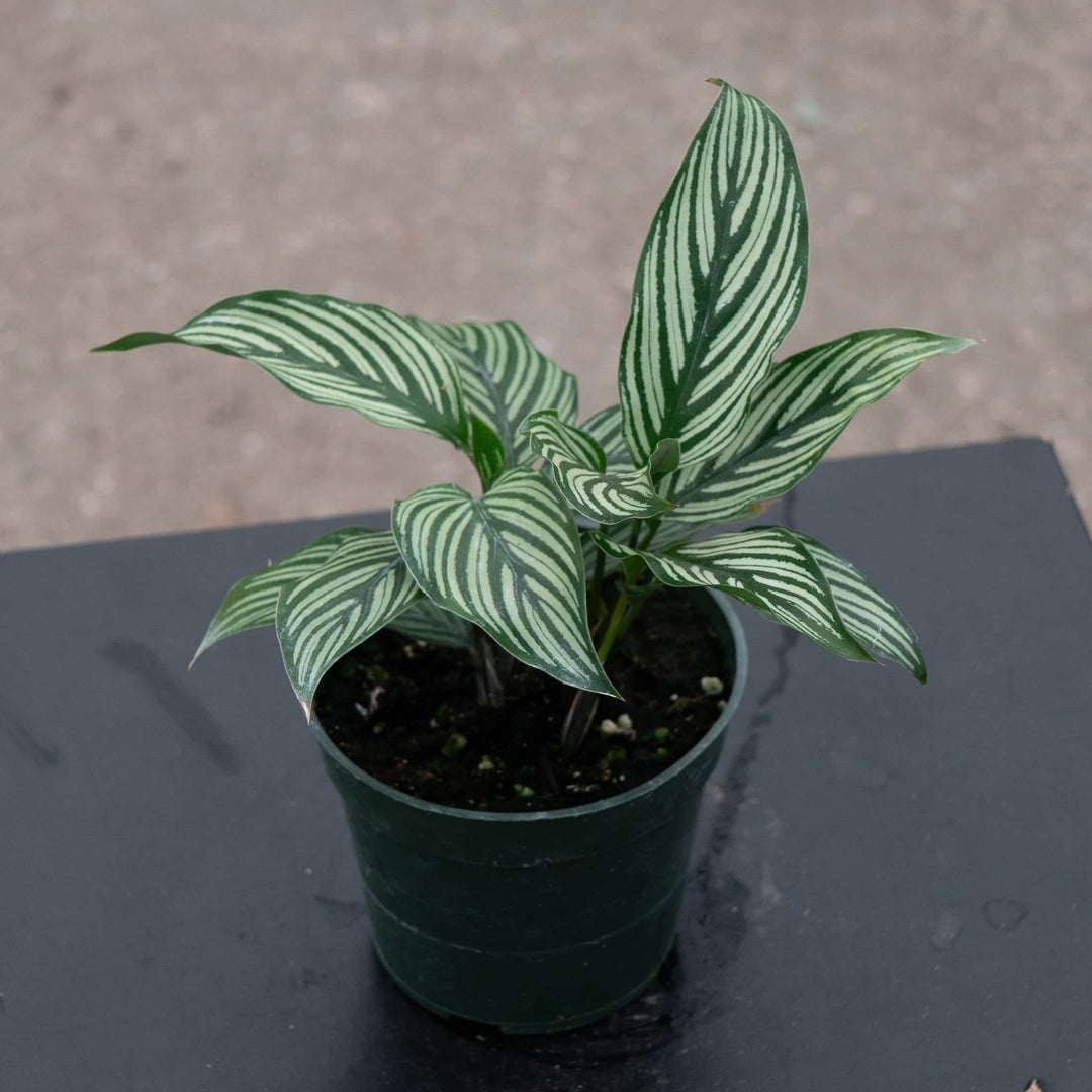 Gabriella Plants Other Calathea elliptica 'Vittata'