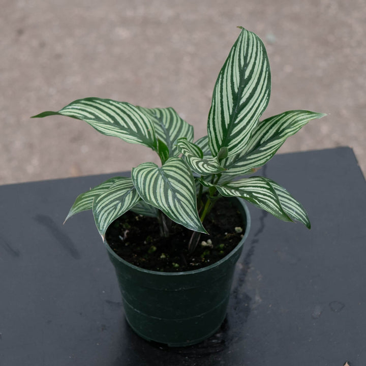 Gabriella Plants Other Calathea elliptica 'Vittata'