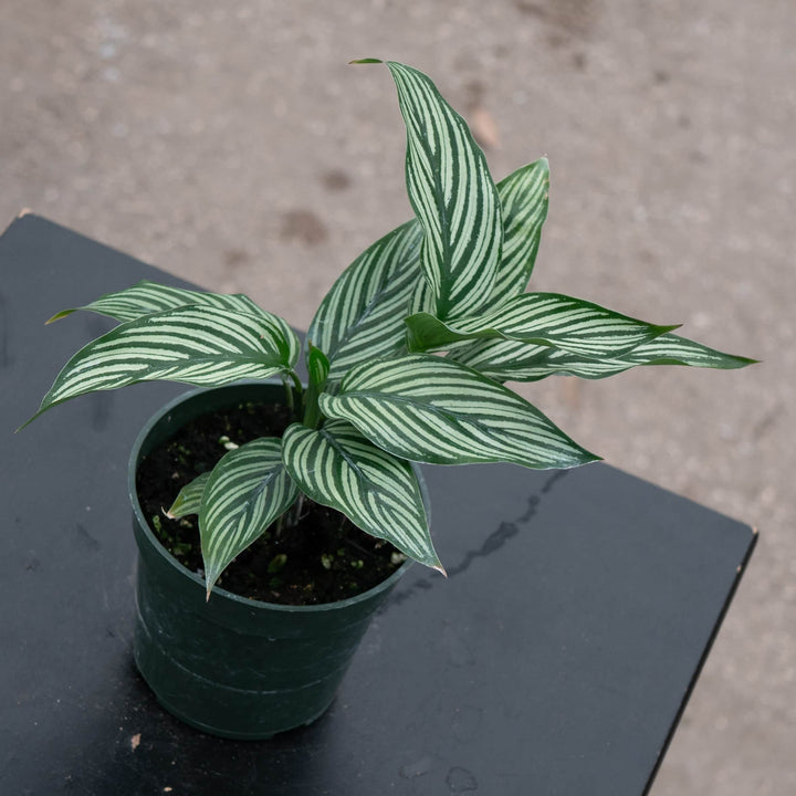 Gabriella Plants Other Calathea elliptica 'Vittata'