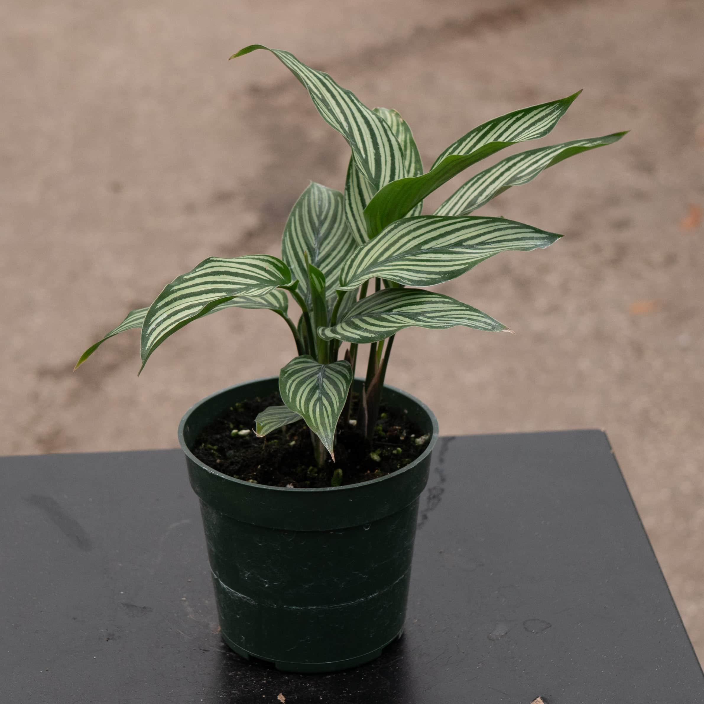 calathea winterhart Calathea elliptica 'Vittata'