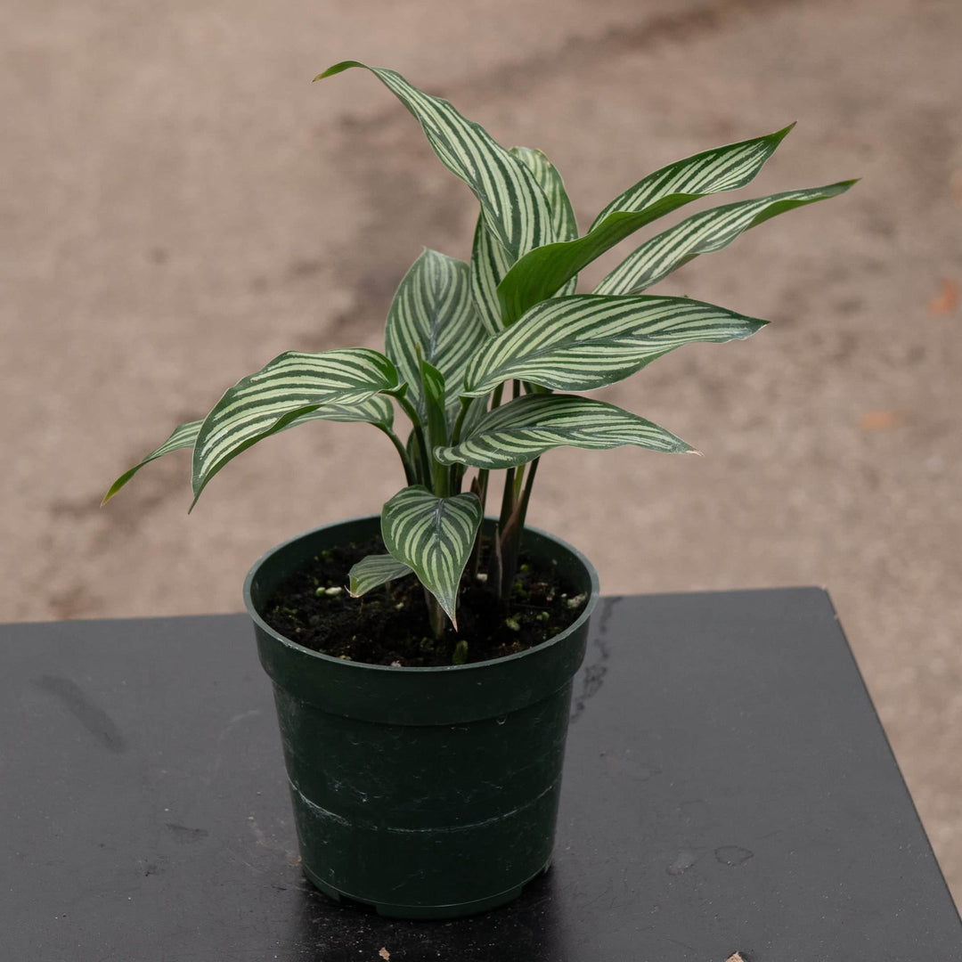 calathea vittata prayer plant Calathea elliptica 'Vittata'