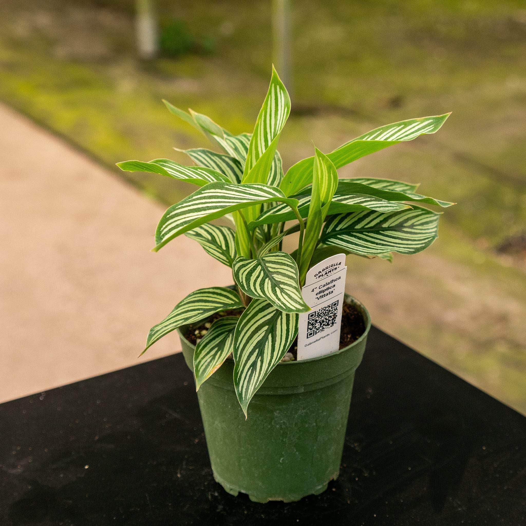 Gabriella Plants Other Calathea elliptica 'Vittata'