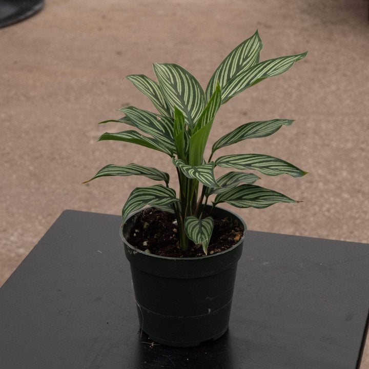 Gabriella Plants Other 4" Calathea elliptica 'Vittata'