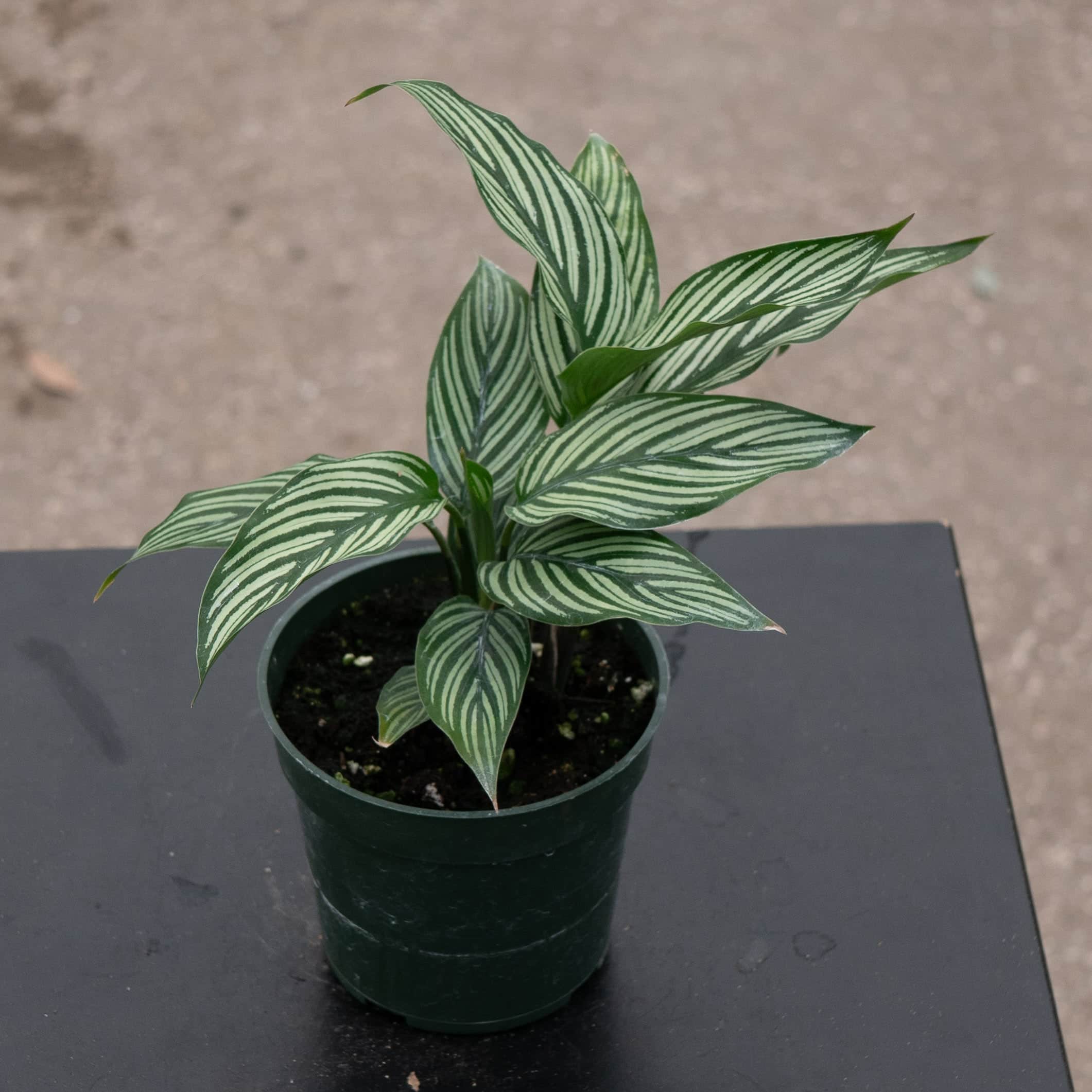 Calathea elliptica 'Vittata'