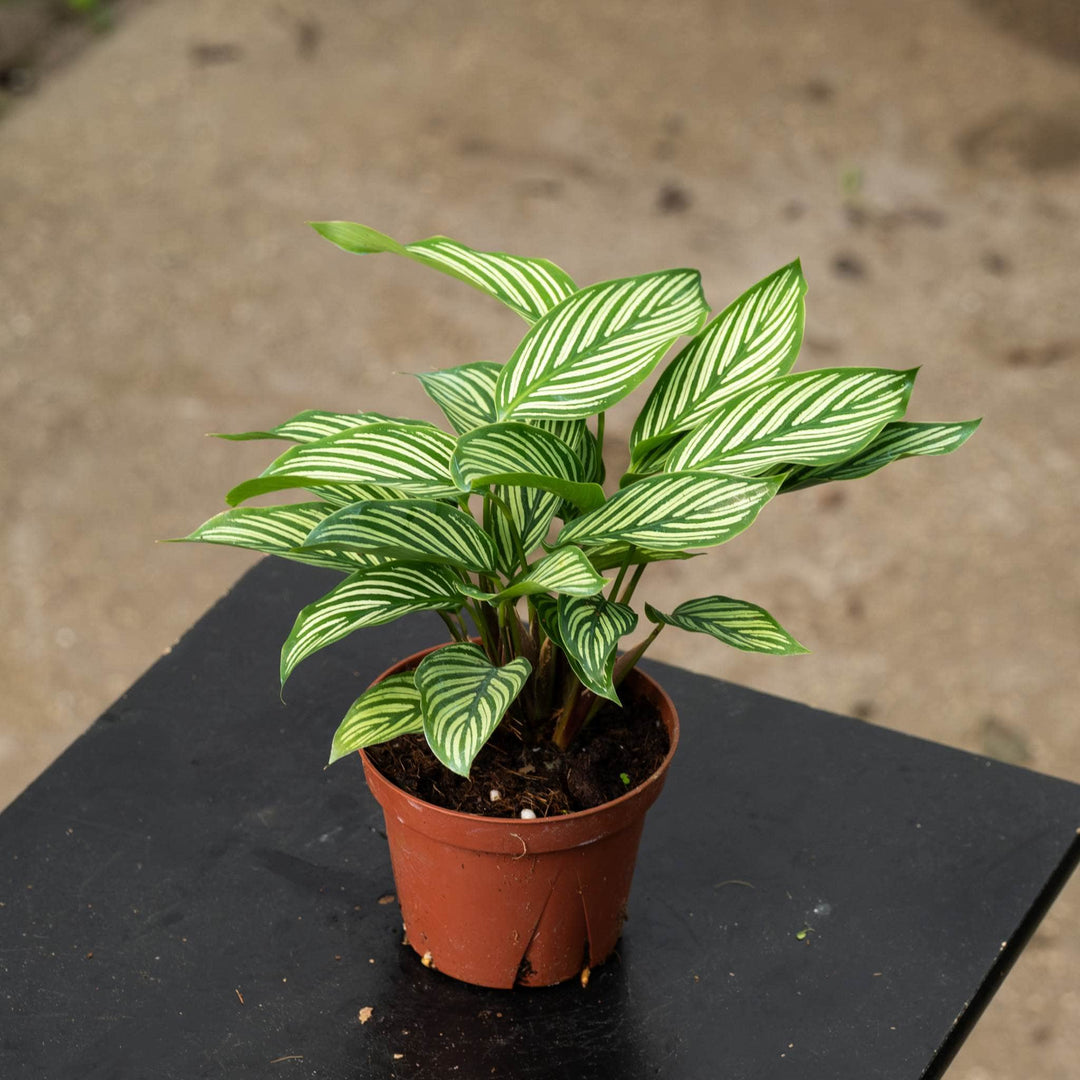 Gabriella Plants Other 4" Calathea elliptica &