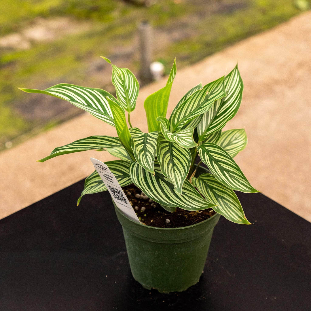 Gabriella Plants Other 4" Calathea elliptica 'Vittata'