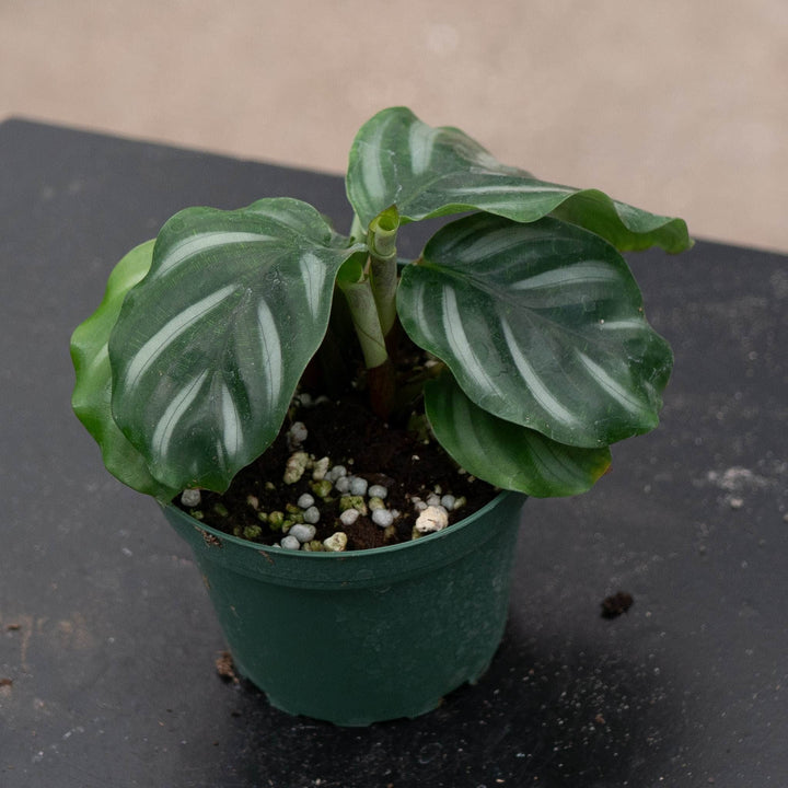 Gabriella Plants Calathea 4" Calathea fasciata &